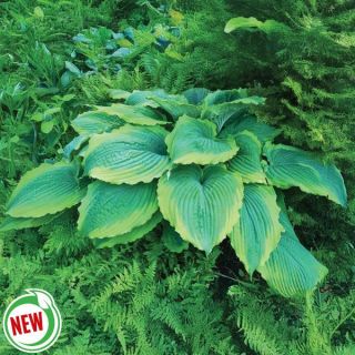 Spartacus Hosta Thumbnail
